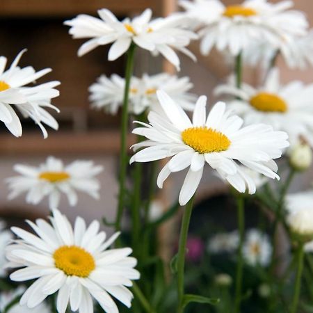 Girasole Villa Limni  Eksteriør bilde