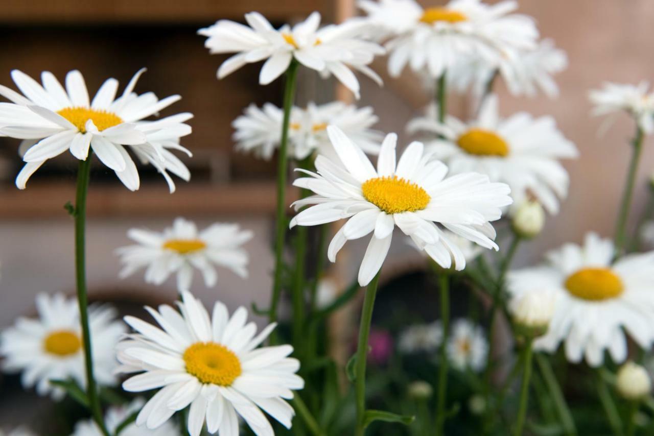 Girasole Villa Limni  Eksteriør bilde